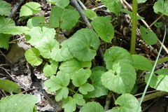 Viola selkirkii