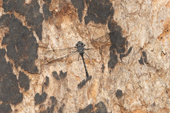 Austroaeschna anacantha