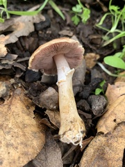 Agaricus kerriganii