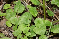 Viola selkirkii