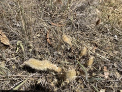 Ptilotus spathulatus