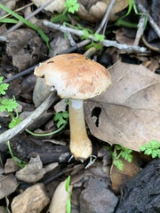 Agaricus kerriganii