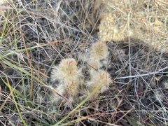Ptilotus spathulatus