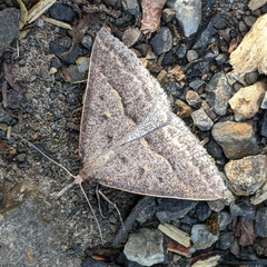Epidesmia hypenaria