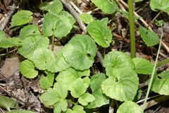 Viola selkirkii