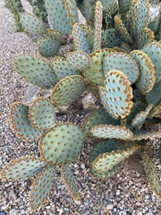 Opuntia rufida