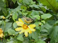 Nectarinia kilimensis