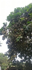 Citrus paridisi