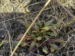 Ptilotus spathulatus