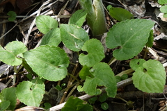 Viola selkirkii