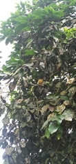 Citrus paridisi