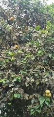 Citrus paridisi