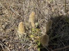 Ptilotus spathulatus