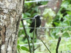 Nigrita canicapillus