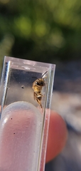 Andrena miserabilis