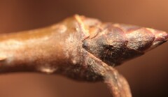 Acer floridanum