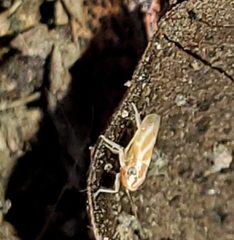 Erythridula lawsoniana