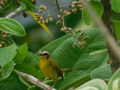 Basileuterus delattrii