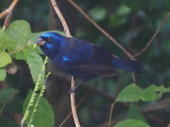 Cyanocompsa parellina