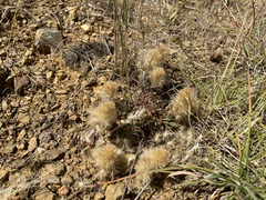 Ptilotus spathulatus