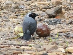 Nigrita canicapillus