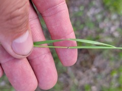 Dichanthelium depauperatum