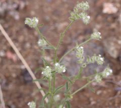 Cryptantha crassisepala