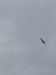 Larus californicus