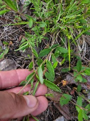 Crocanthemum canadense