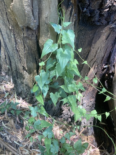 Dioscorea sinuata (Dioscorea sinuata)