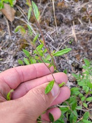 Crocanthemum canadense