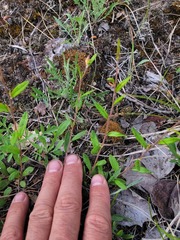 Crocanthemum canadense