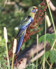 Platycercus elegans flaveolus