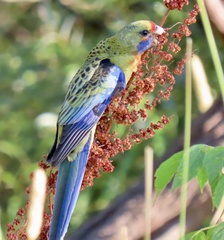 Platycercus elegans flaveolus