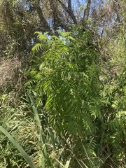 Sambucus australis