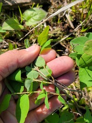 Symphoricarpos albus albus