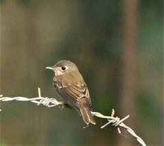 Muscicapa muttui