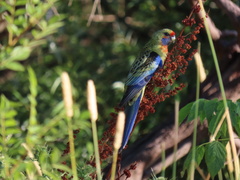 Platycercus elegans flaveolus