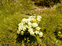 Aciphylla similis