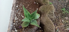 Kalanchoe gastonis-bonnieri