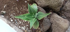 Kalanchoe gastonis-bonnieri