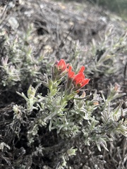 Castilleja foliolosa