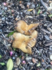 Lactarius alnicola
