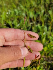 Carex castanea