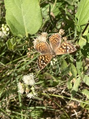 Aricoris indistincta