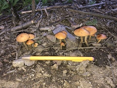 Agrocybe pediades