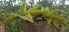 Kalanchoe gastonis-bonnieri