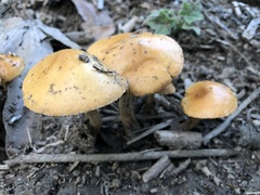 Agrocybe pediades