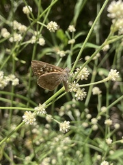 Aricoris indistincta