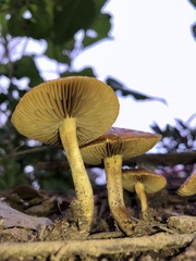Agrocybe pediades